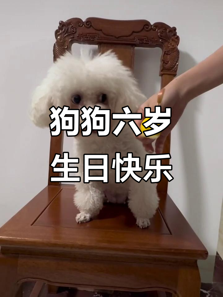 六岁生日蛋糕大作战,呆萌狗狗欢乐时光