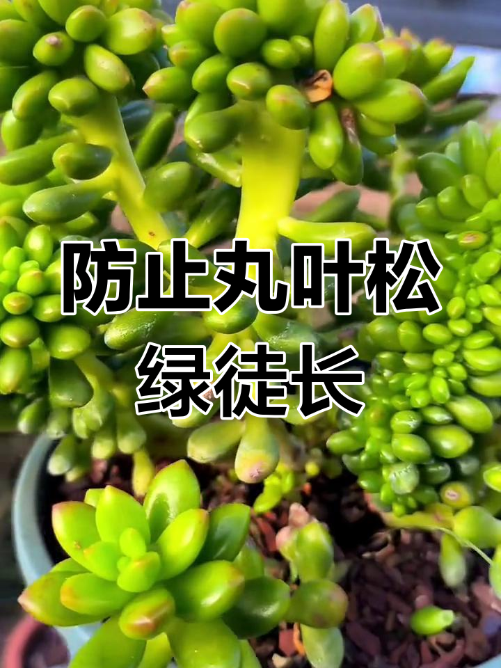 丸叶松绿养护技巧:如何避免徒长,阳台种植最佳方法