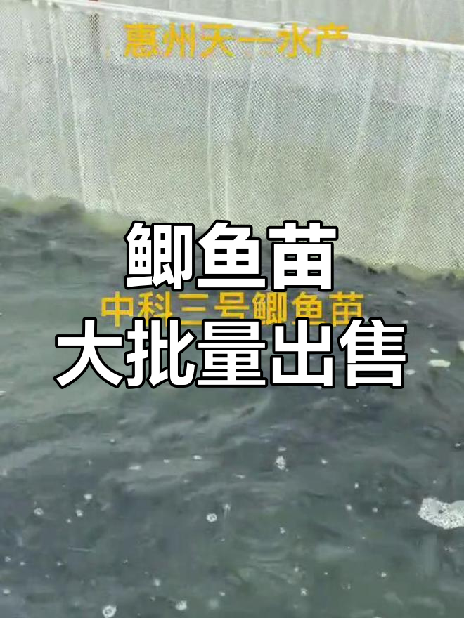 大量批发鲫鱼苗,1斤50-60尾和150-250尾规格