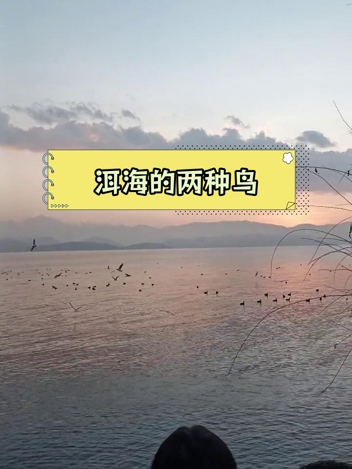 洱海的海鸥与鸭子,黑白双煞