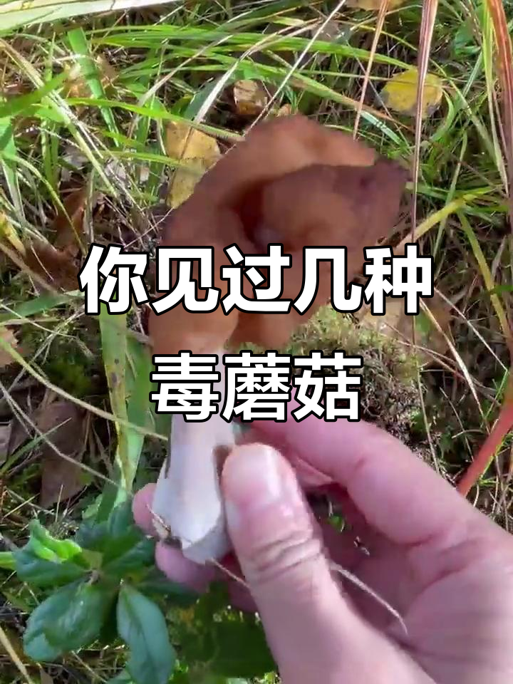 10种常见菌类,哪些能吃?哪些有毒?