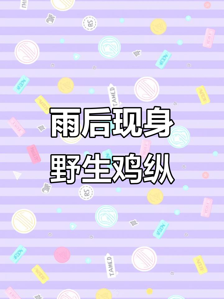 前两天打雷下雨,今早山上发现野生鸡纵菌