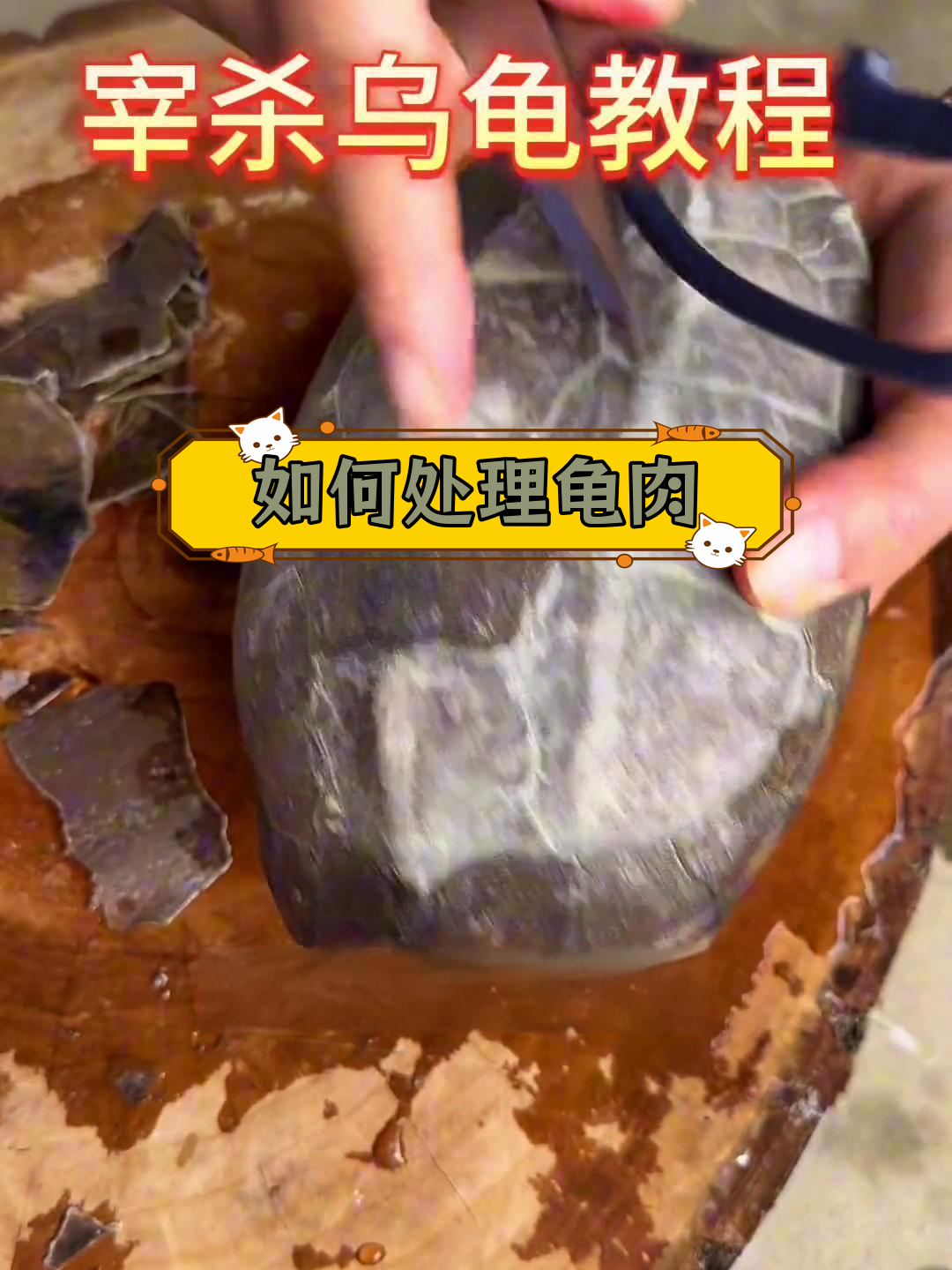 乌龟宰杀与烹饪技巧全攻略
