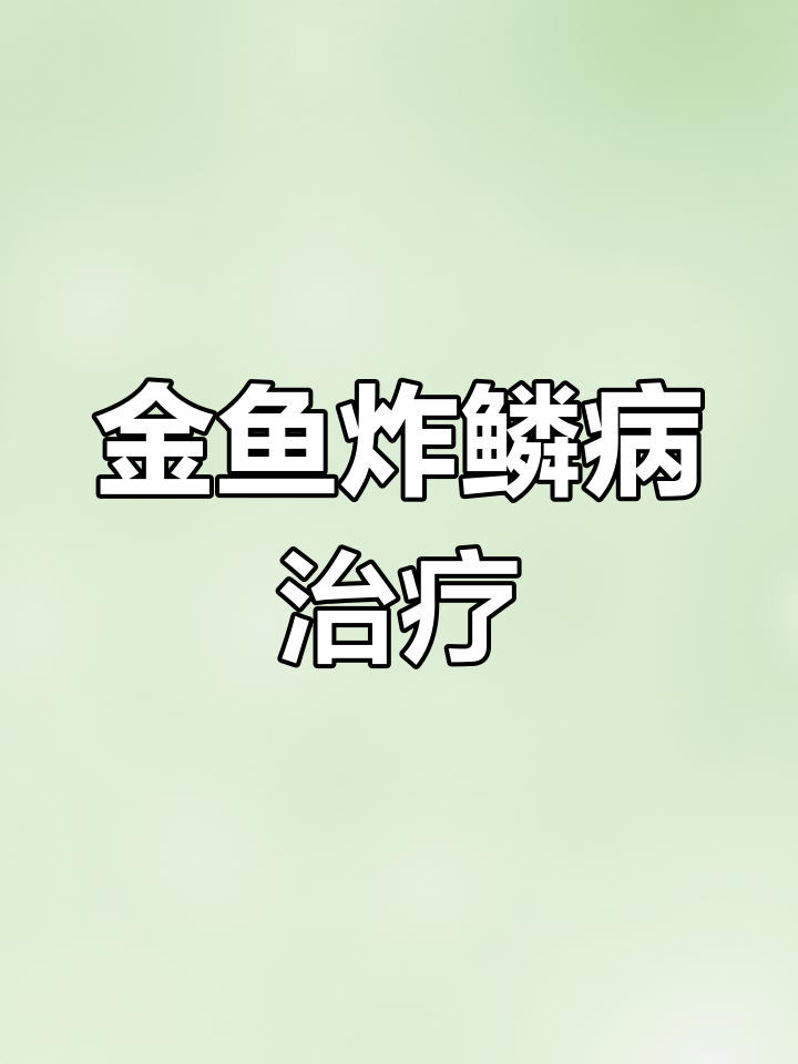2023年7月6日 金鱼鳞片炸肚子鼓?这样恢复!