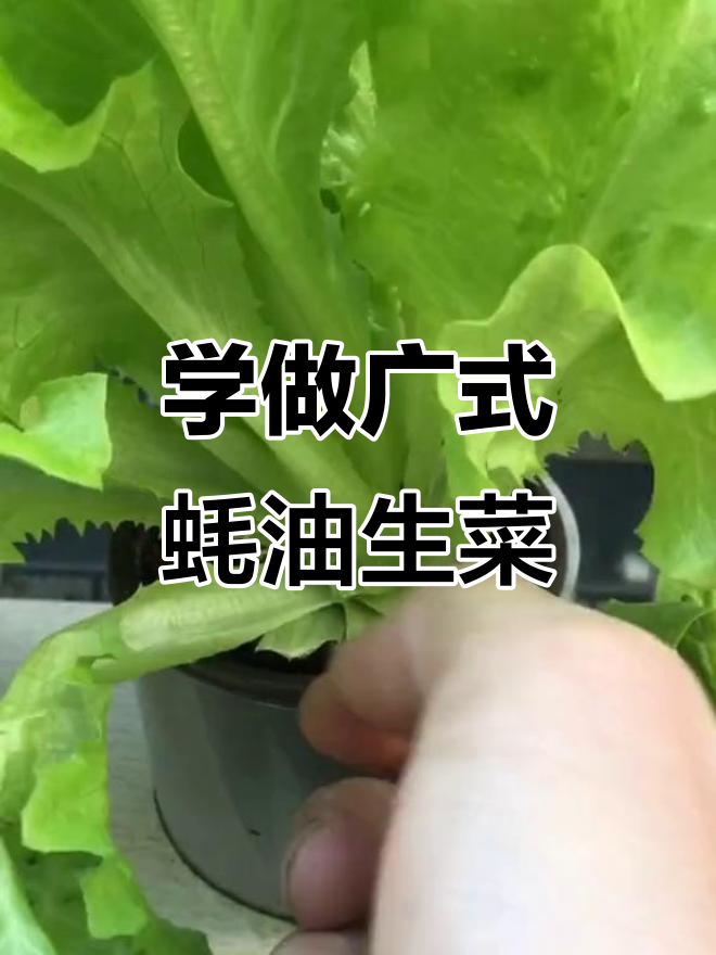 轻松学会广式蚝油生菜,简单又美味!