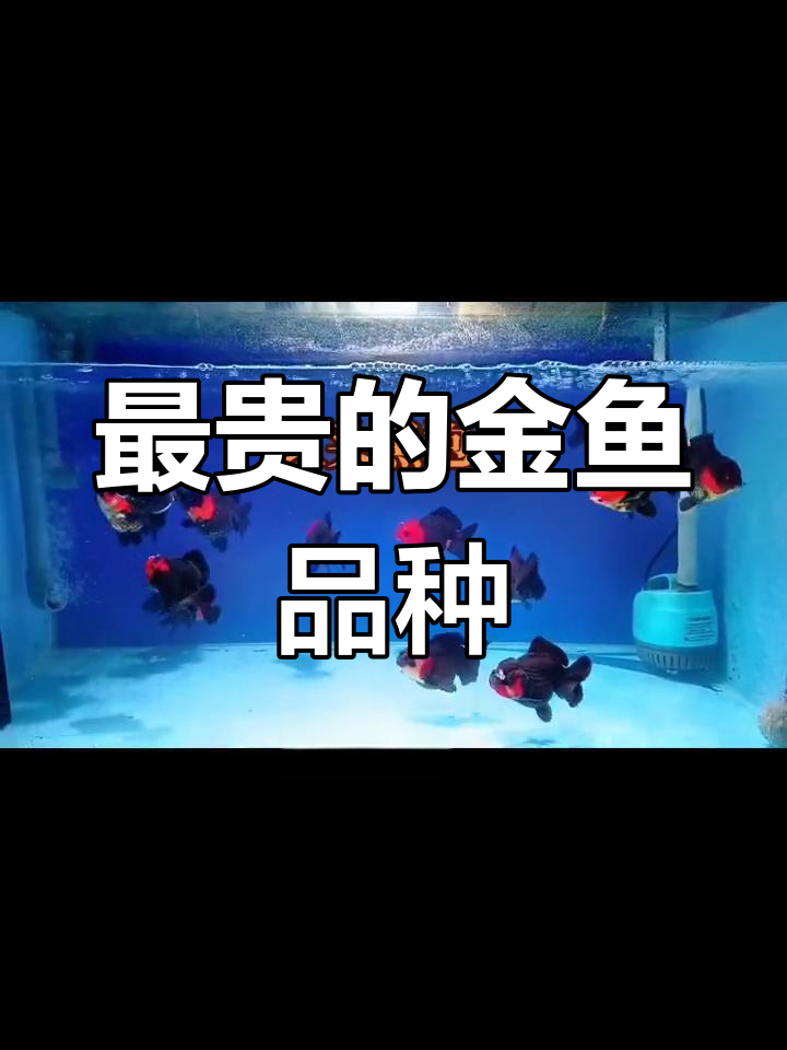 朱顶紫罗袍:中国最贵金鱼,曾拍卖六十万港元