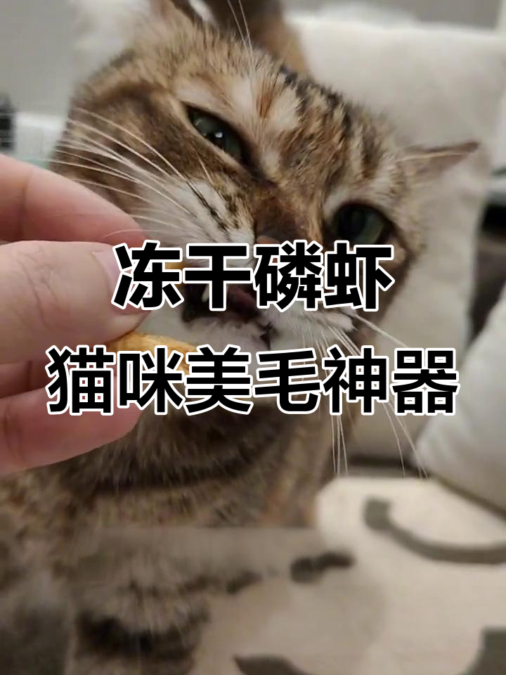 猫咪毛发不亮?试试冻干磷虾,美毛效果超乎想象