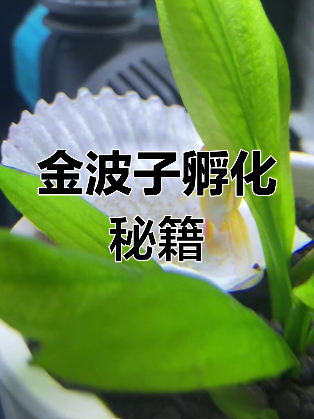 金波子产卵后,孵化全攻略!