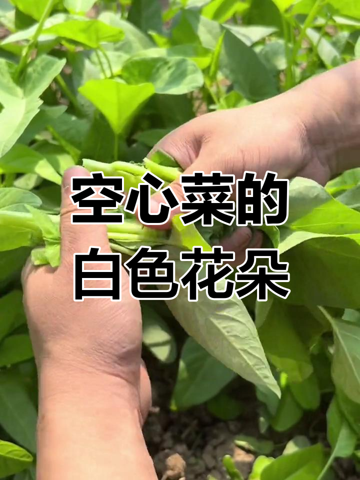 空心菜开花,洁白如雪,美丽极了!