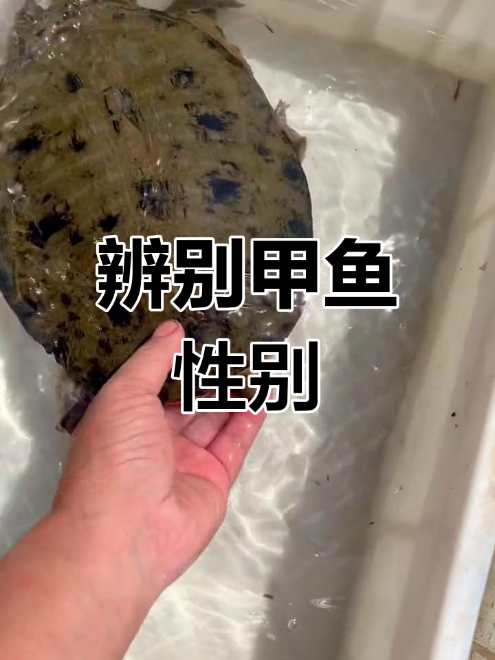 如何区分甲鱼公母