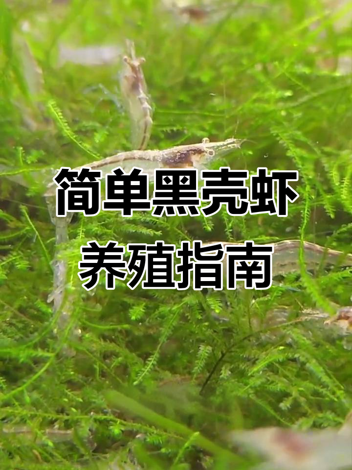 黑壳虾繁殖技巧：如何轻松照顾母虾和小虾