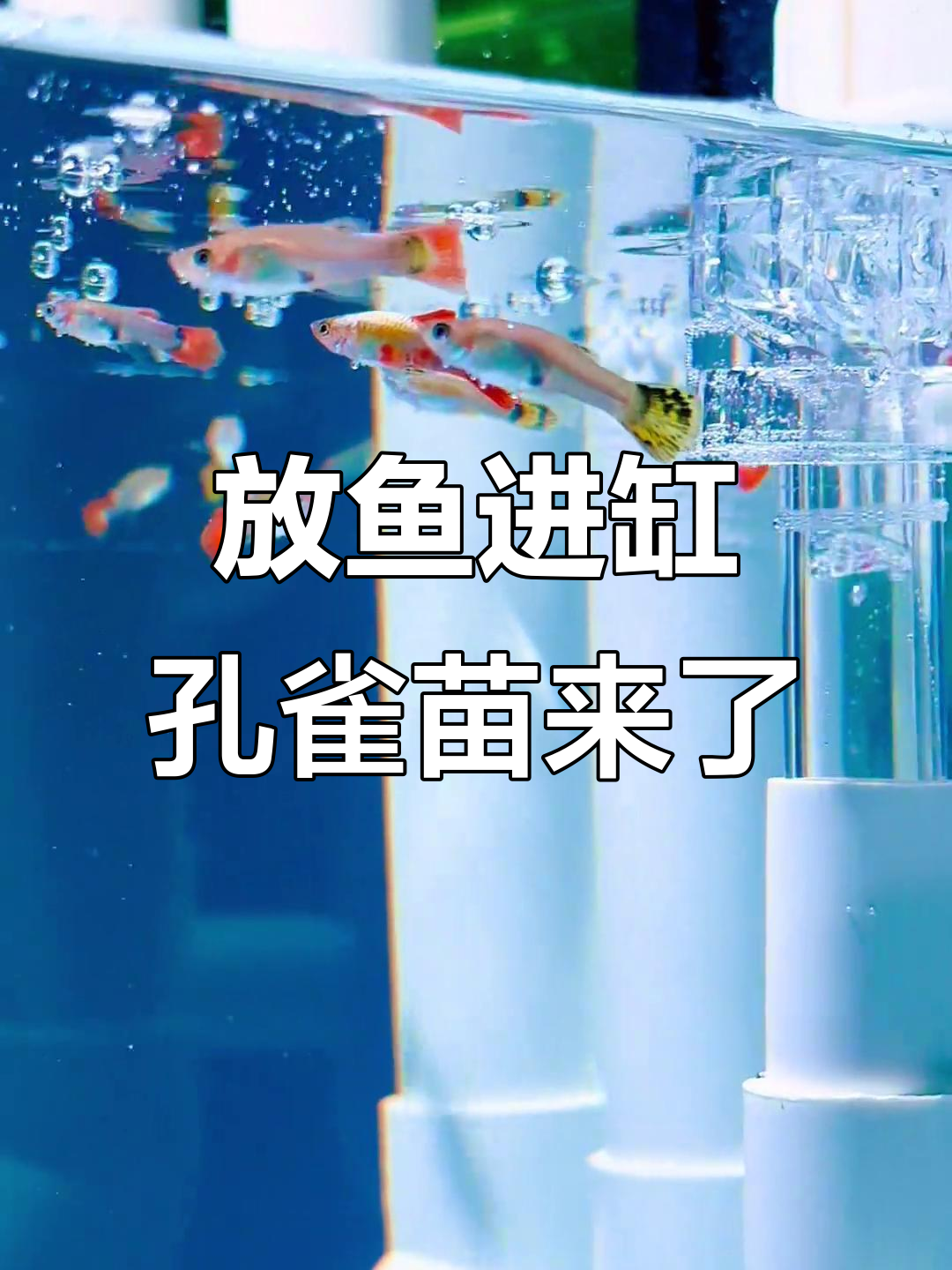 80升鱼缸首次放鱼,60条孔雀苗入水效果惊艳