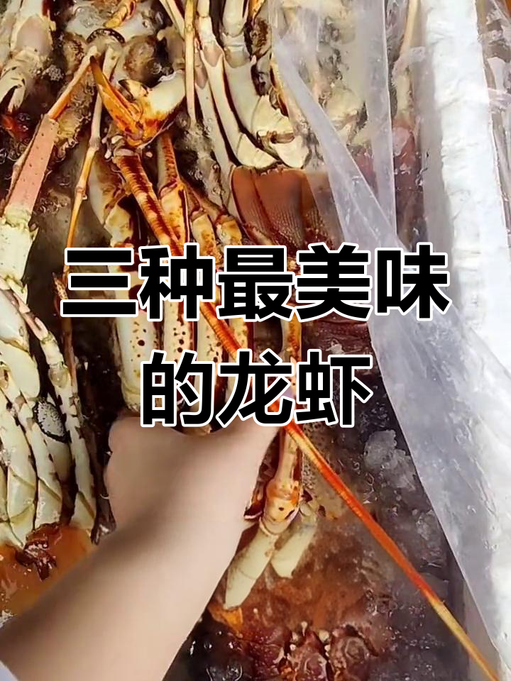 澳洲大龙虾、花龙虾与西澳红龙虾,哪款最好吃?