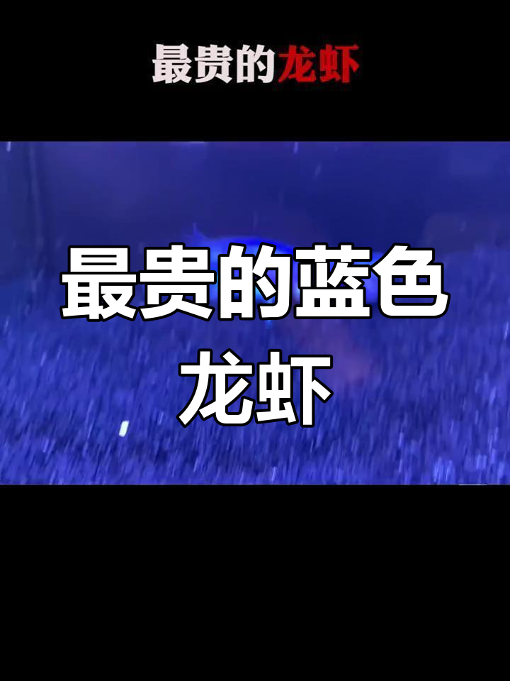 法国蓝龙:百万龙虾的秘密与成长历程