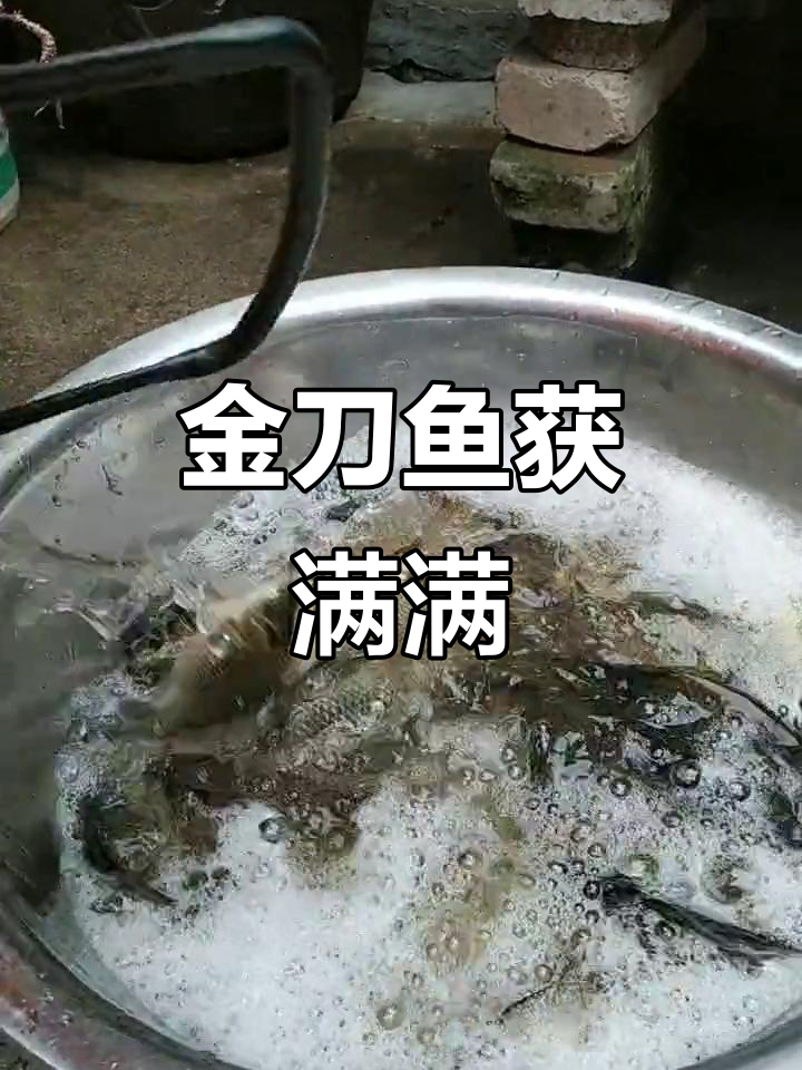早晨钓鱼大丰收,金刀鱼和鲫鱼一网打尽