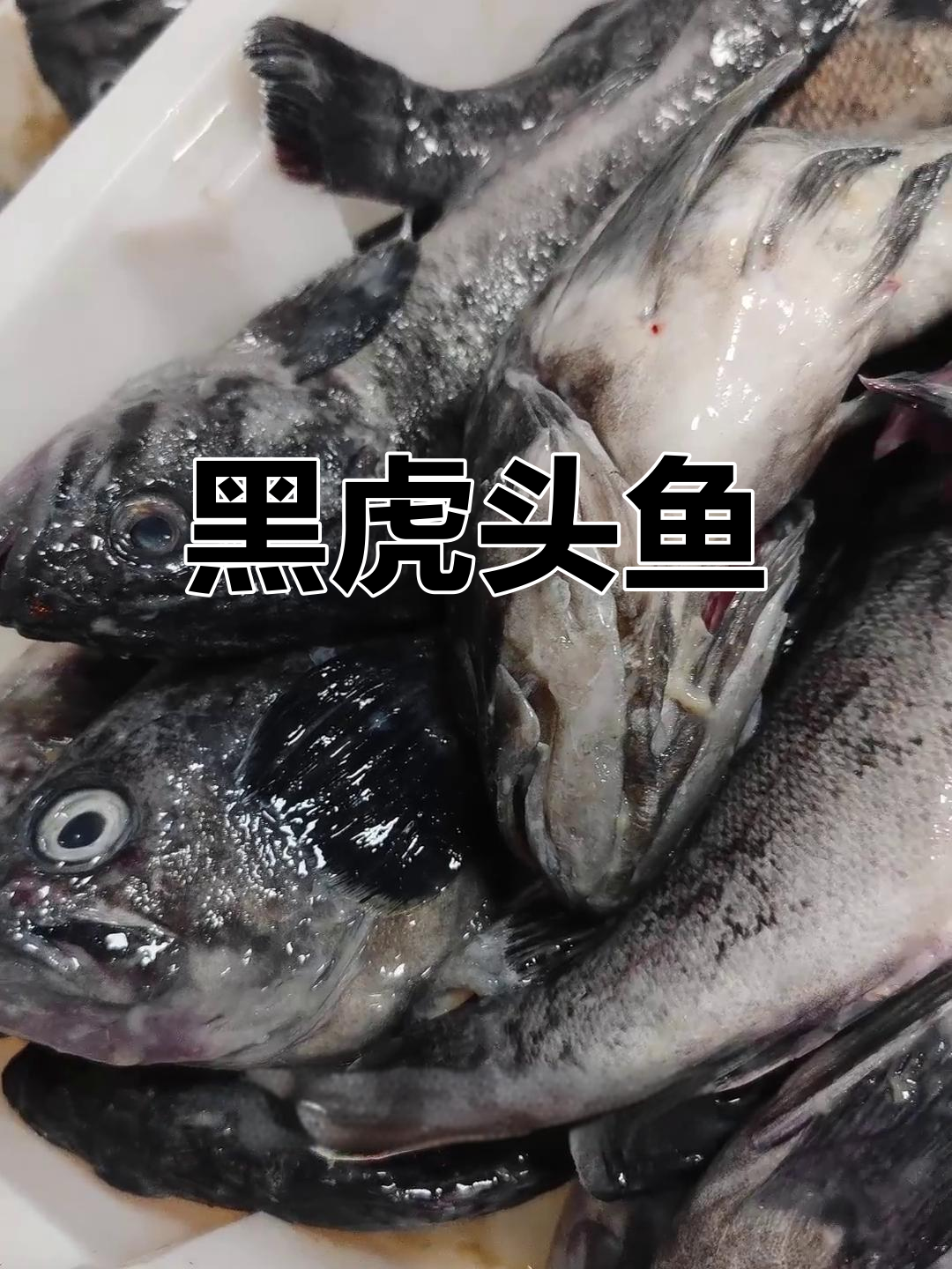 舟山特产黑虎头鱼,鲜美紧实