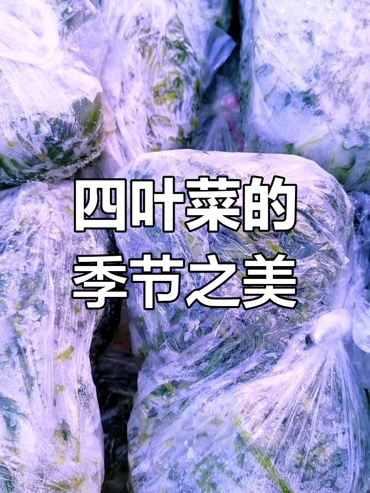 四叶菜,季节美味,可拌凉菜、炖土豆或包饺子