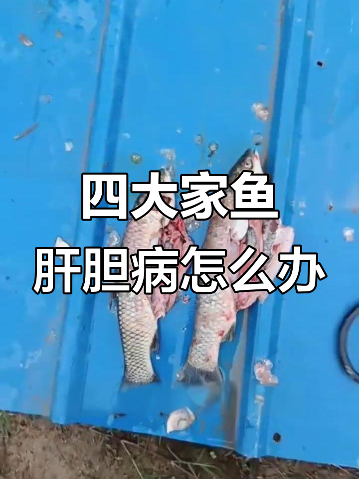 肝胆综合征来袭,如何应对四大家鱼高密度养殖中的难题
