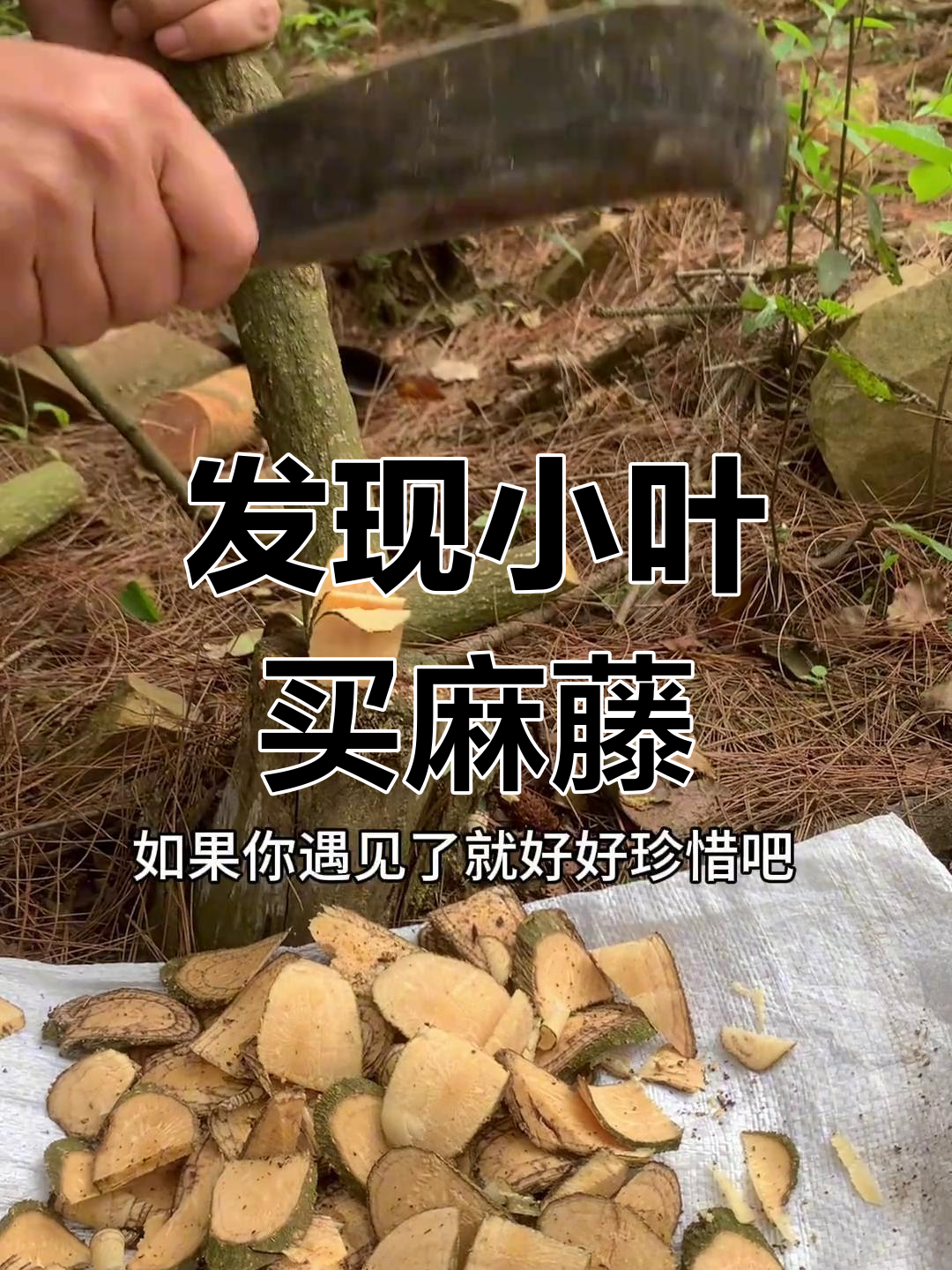 小叶买麻藤:农村的宝贝,你见过吗?