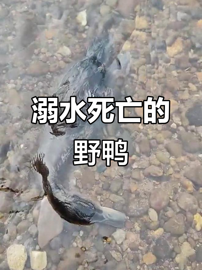 河边发现一只死野鸭子,竟然被淹死的!