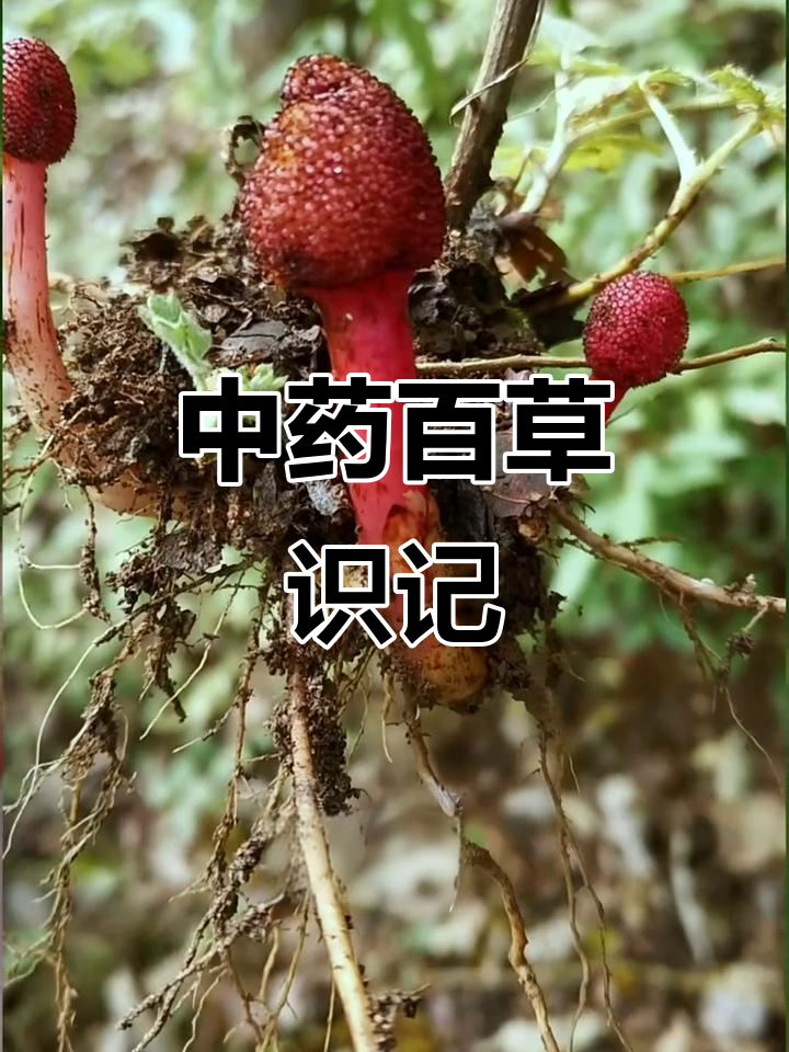 25种常见中草药,你认识几种?