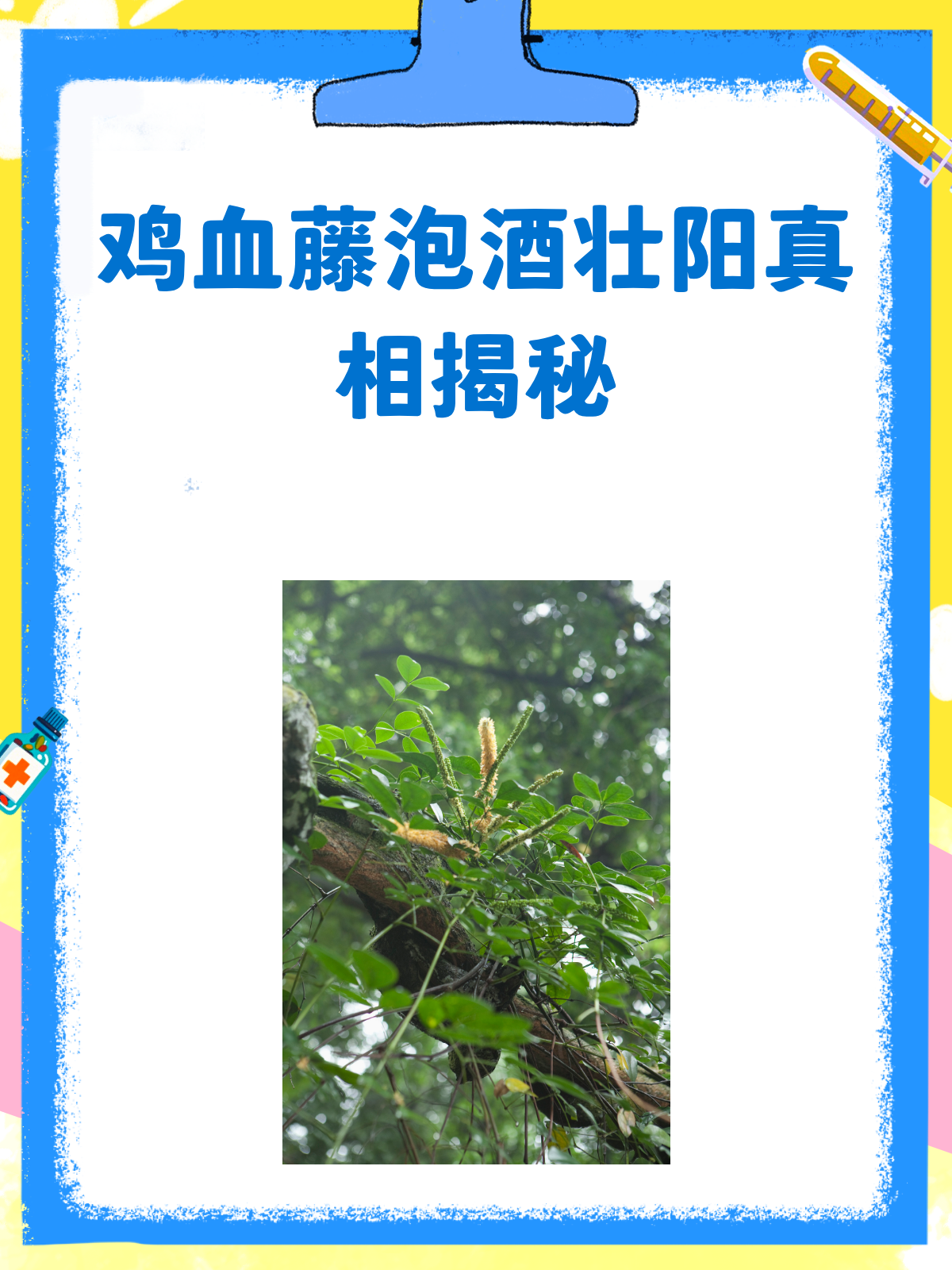 鸡血藤泡酒,壮阳传说还是确有实效?