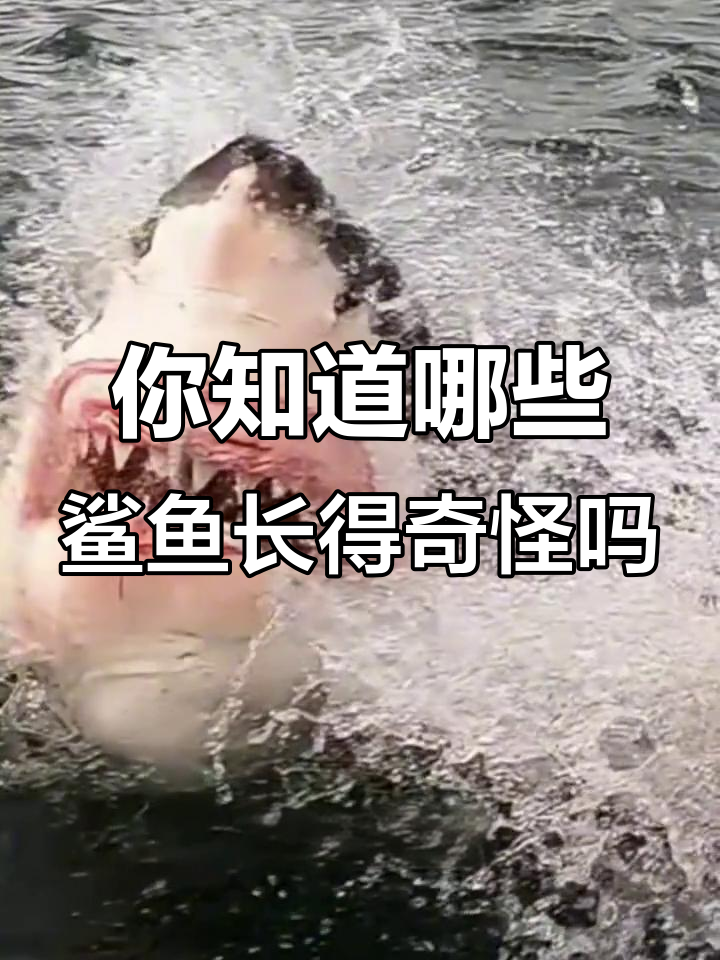 鲨鱼家族大揭秘:这些长相怪异的鲨你认识吗?