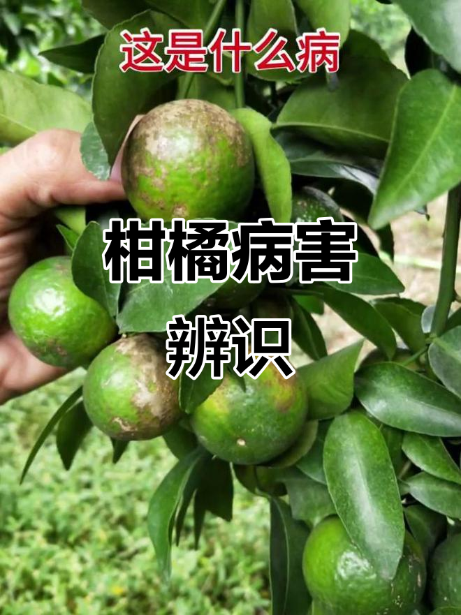 柑橘树常见病害识别与防治方法