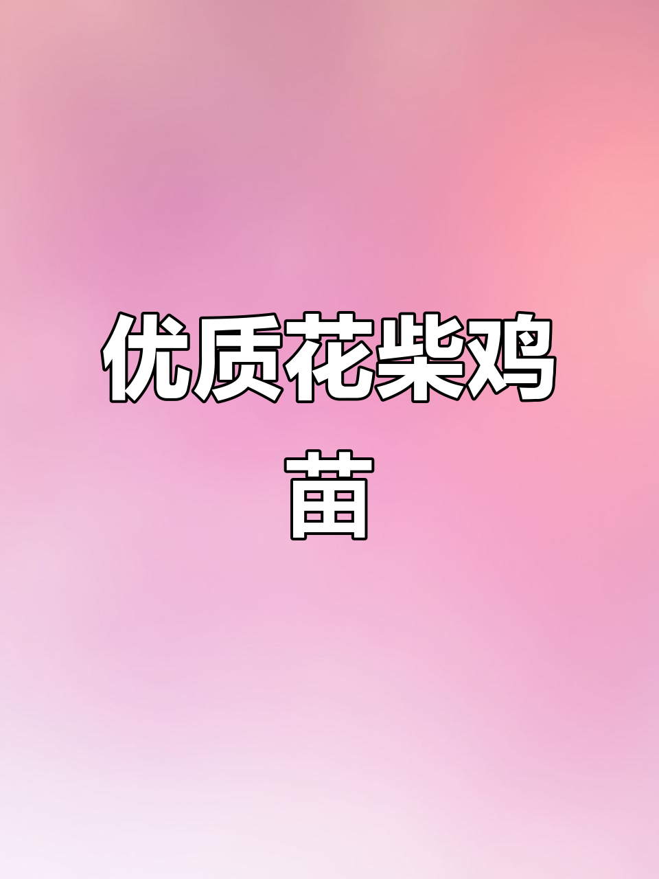 花柴鸡苗质量上乘,养殖必备好选择