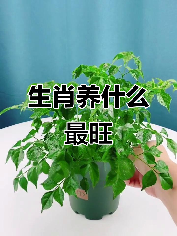 十二生肖最适合养的植物，看看哪种最能旺你