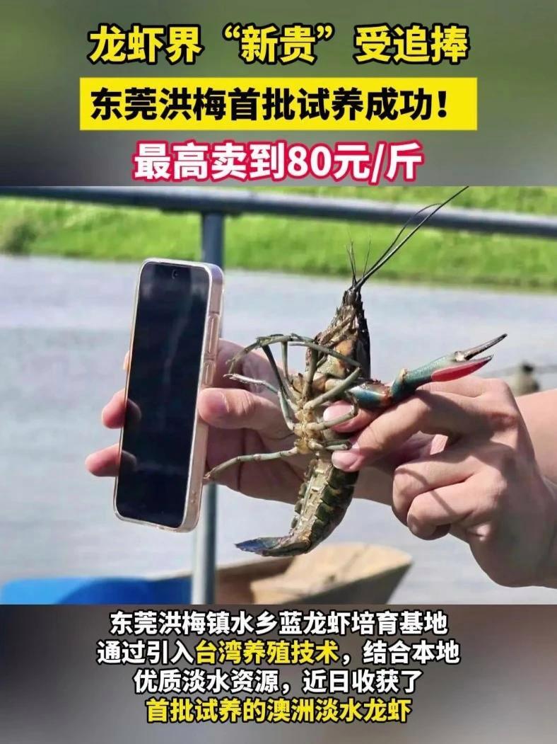 龙虾界“新贵”受追捧,东莞洪梅首批澳洲淡水蓝龙虾试养成功!最高卖到80元/斤!澳洲淡水蓝龙