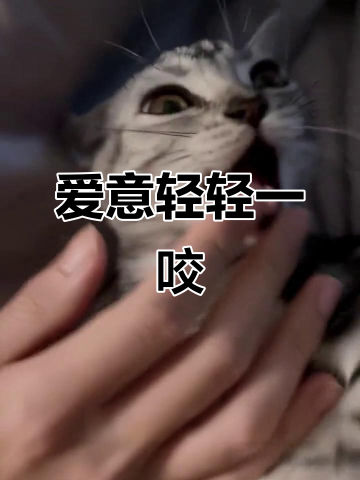 猫咪轻咬手指,是它表达爱意的独特方式
