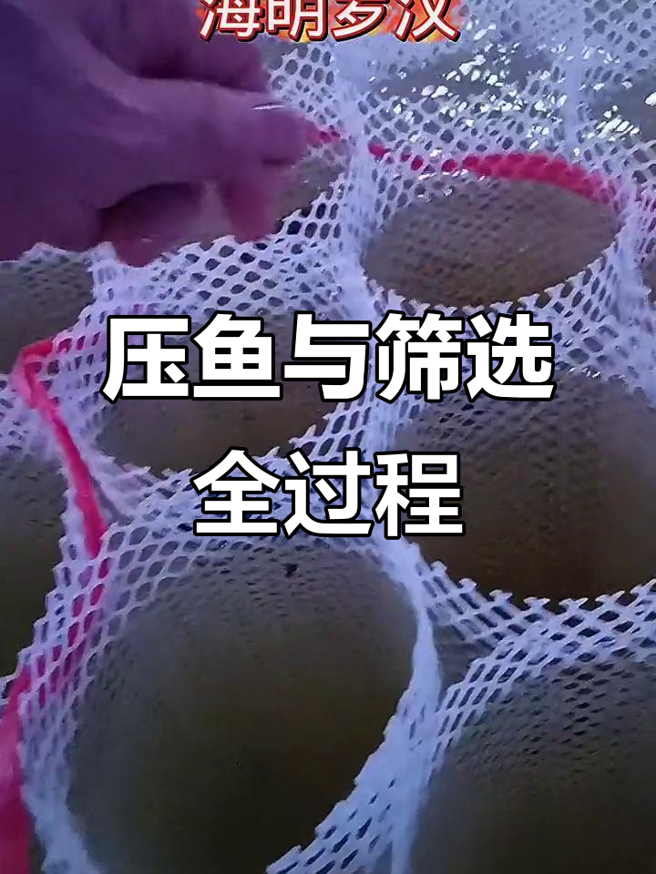 罗汉鱼繁殖过程揭秘：挑选优质基因小鱼