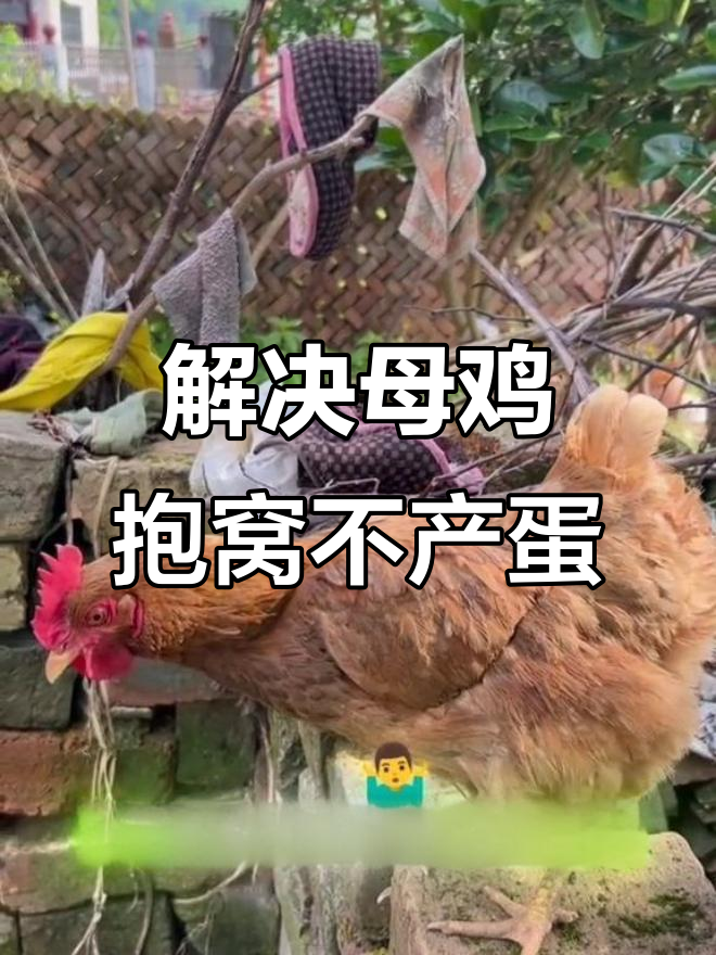 母鸡抱窝不下蛋?试试这3个土方法让它恢复下蛋