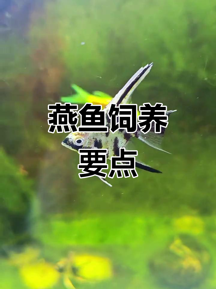 燕鱼养殖技巧:水质、温度、饲料全攻略