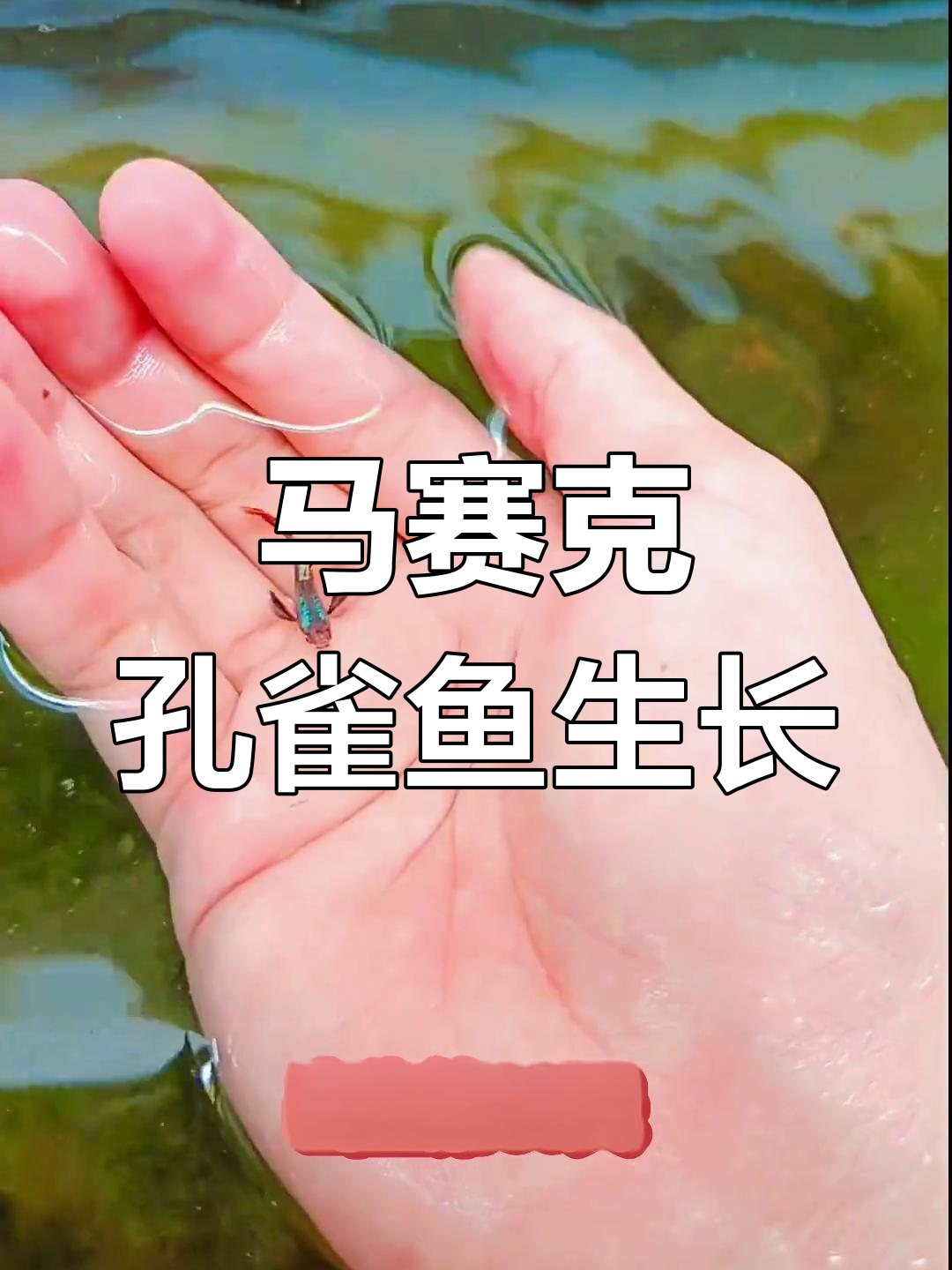 孔雀鱼成长全纪录:从马赛克大耳到成鱼的蜕变