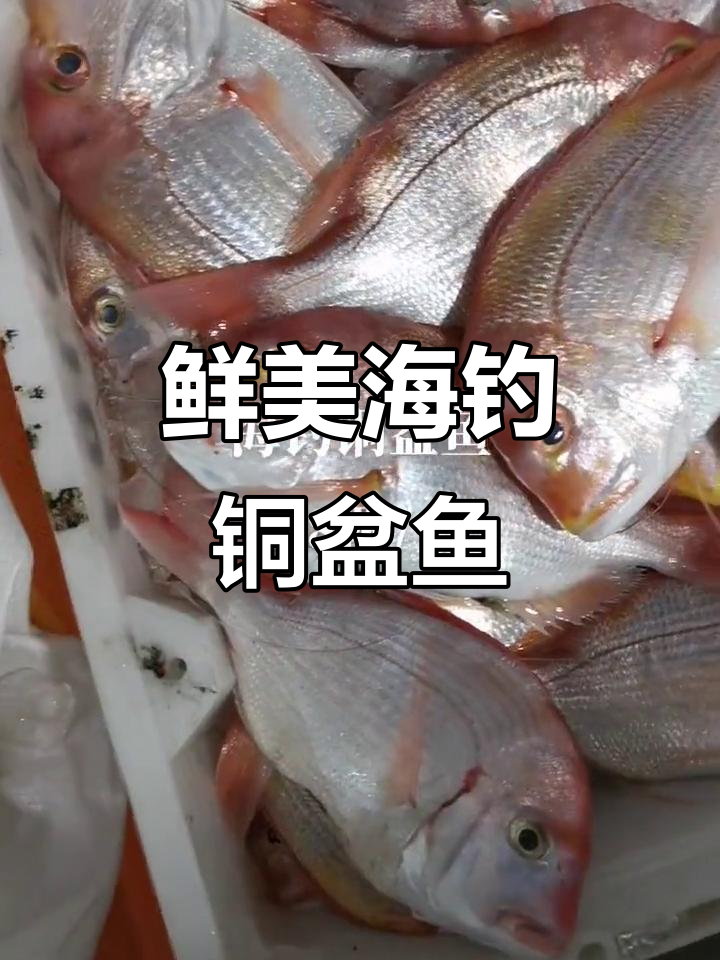海钓铜盆鱼新鲜出炉,清蒸红烧皆宜