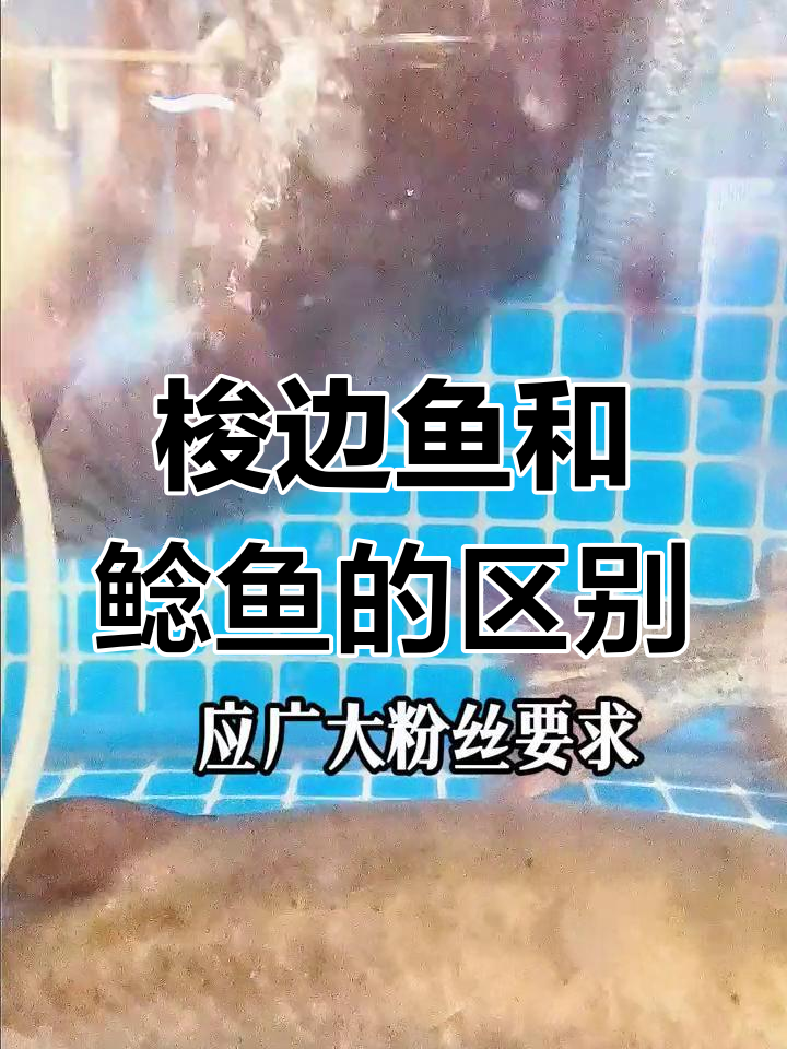 梭边鱼与鲶鱼的差异解析