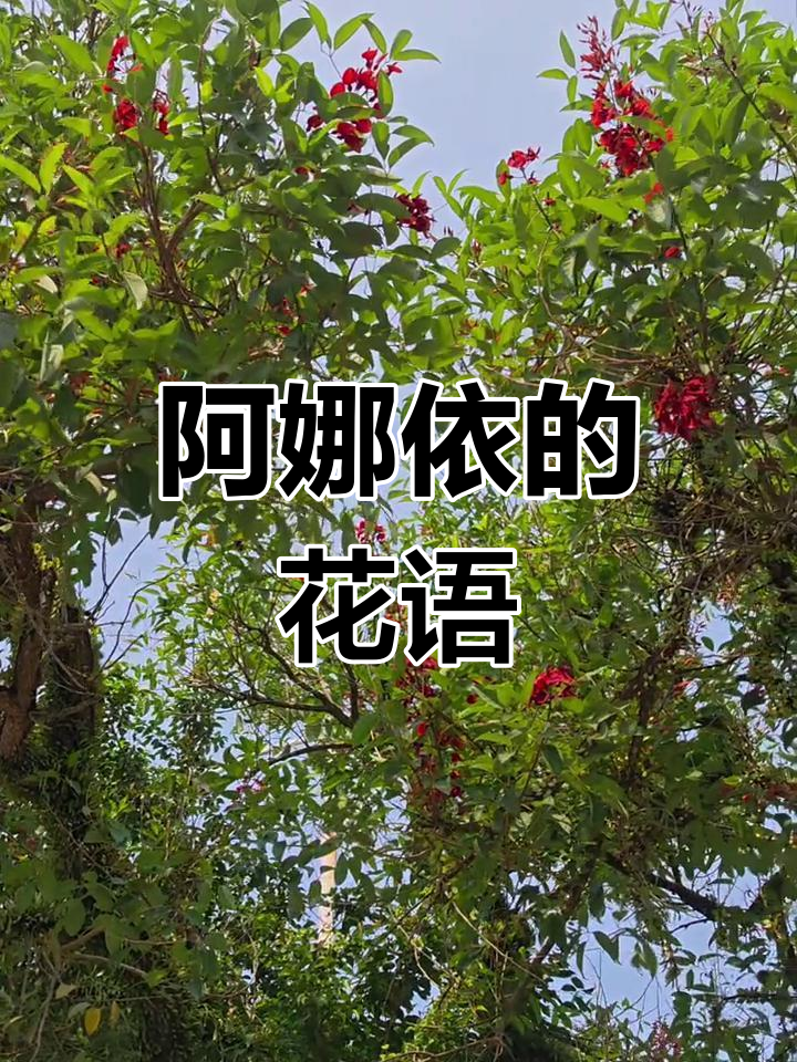 鸡冠刺桐象征着阿娜依的英勇与不屈,成为阿根廷国花