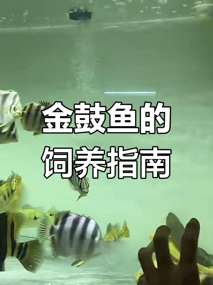 非洲金鼓鱼:温和群游观赏鱼,适合与龙鱼搭配