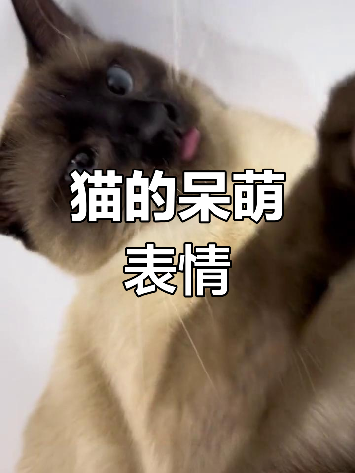猫咪的斗鸡眼与吐舌头的可爱模样