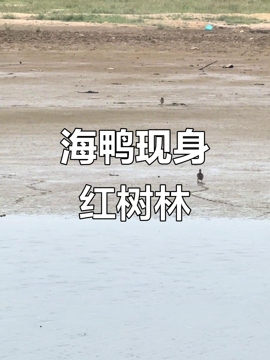 野生海鸭现身红树林,鱼虾丰富,老谭糖水解渴!