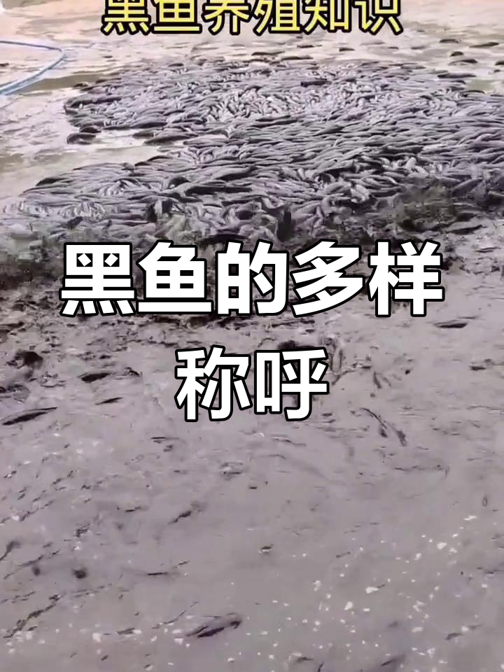 黑鱼养殖容易,产量惊人,各地叫法各异