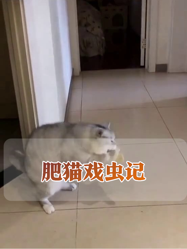 肥猫戏虫记:从好奇到嫌弃,高冷喵星人秒变表情包