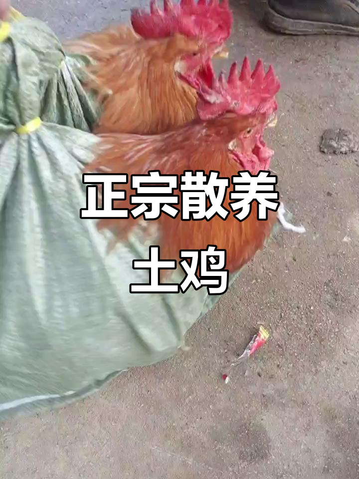 广东土鸡为何这么贵?大爷幽默回应“慢游费”