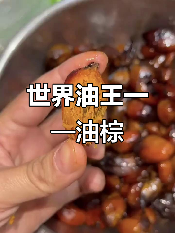 油棕：世界油王背后的秘密，洗发水、泡面都离不开它