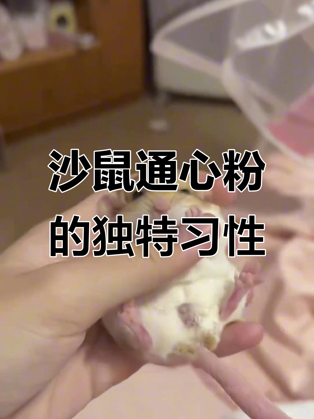 北非肥尾沙鼠:沙漠中的骆驼,挑食又敏感