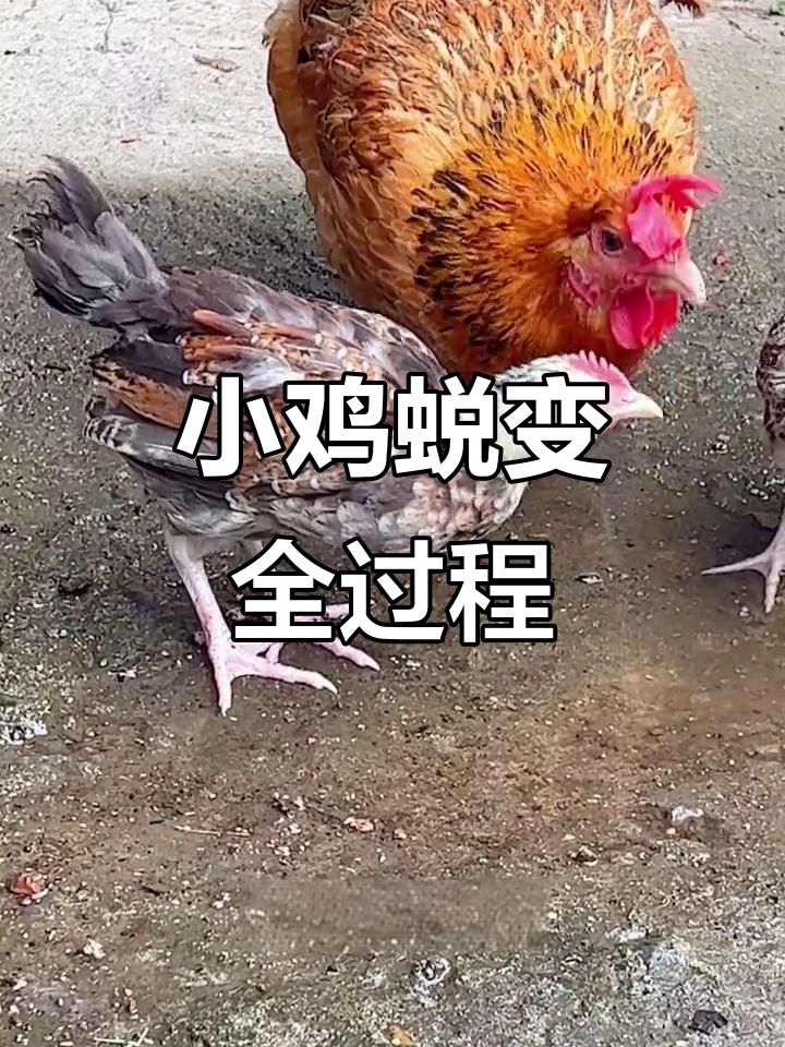 土鸡成长记:从斑纹到倾角,老大独占鳌头