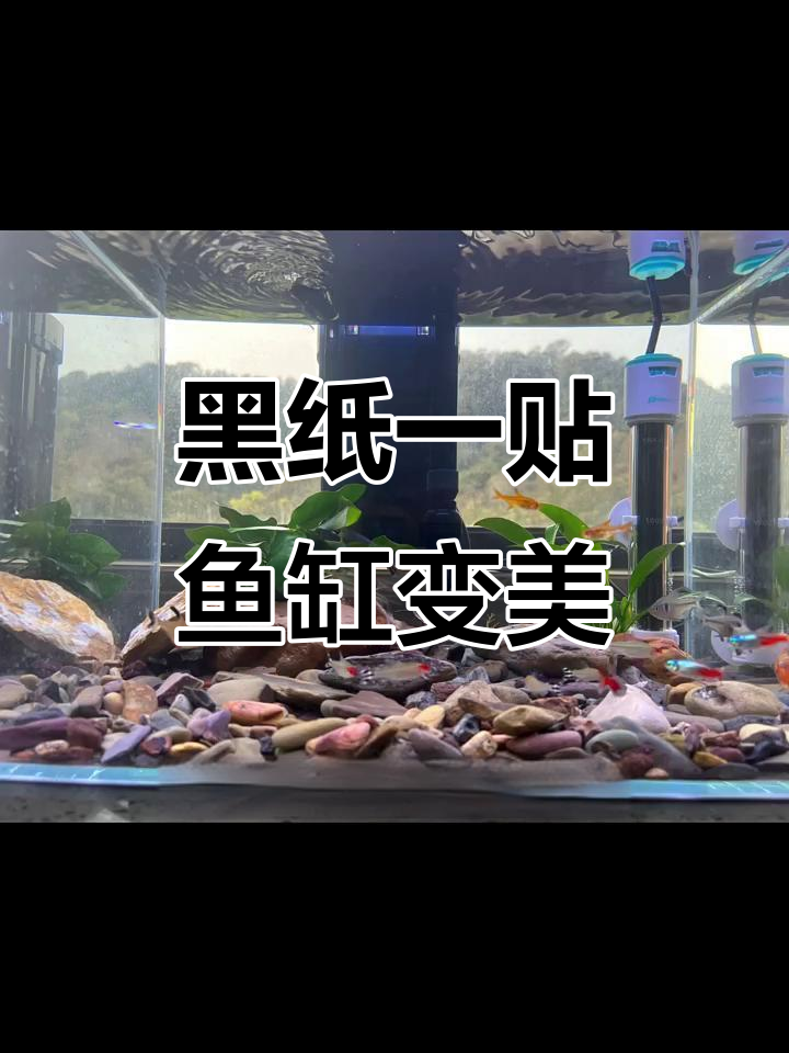贴上黑色背景纸,鱼缸颜值瞬间提升!