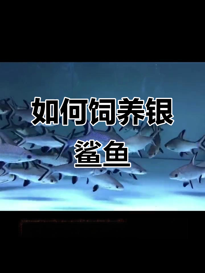 银鲨鱼:飞机鱼的养护全攻略